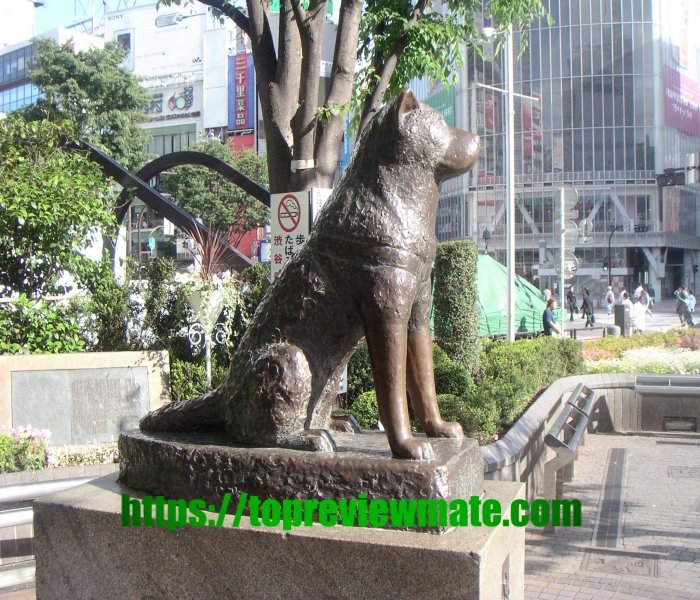 HACHI: A DOG'S TALE
