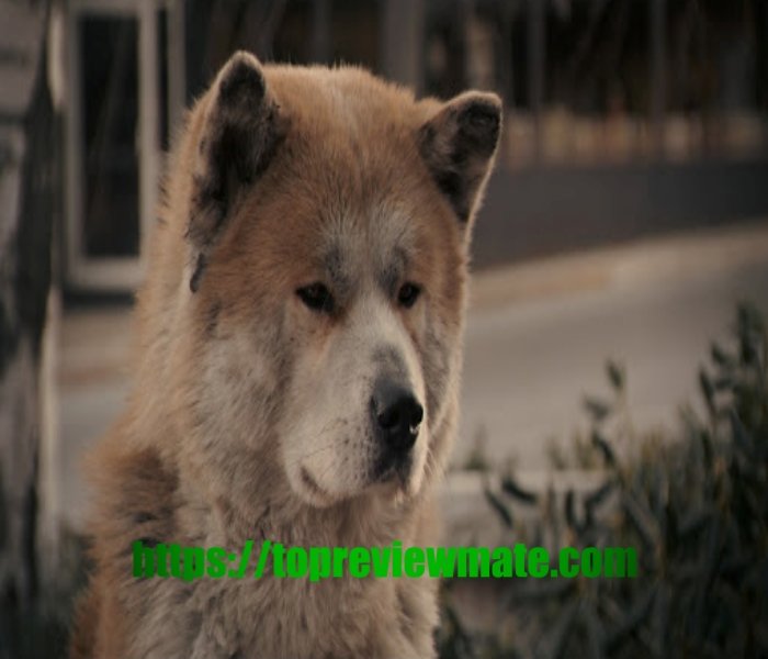 HACHI: A DOG'S TALE 2009 movie